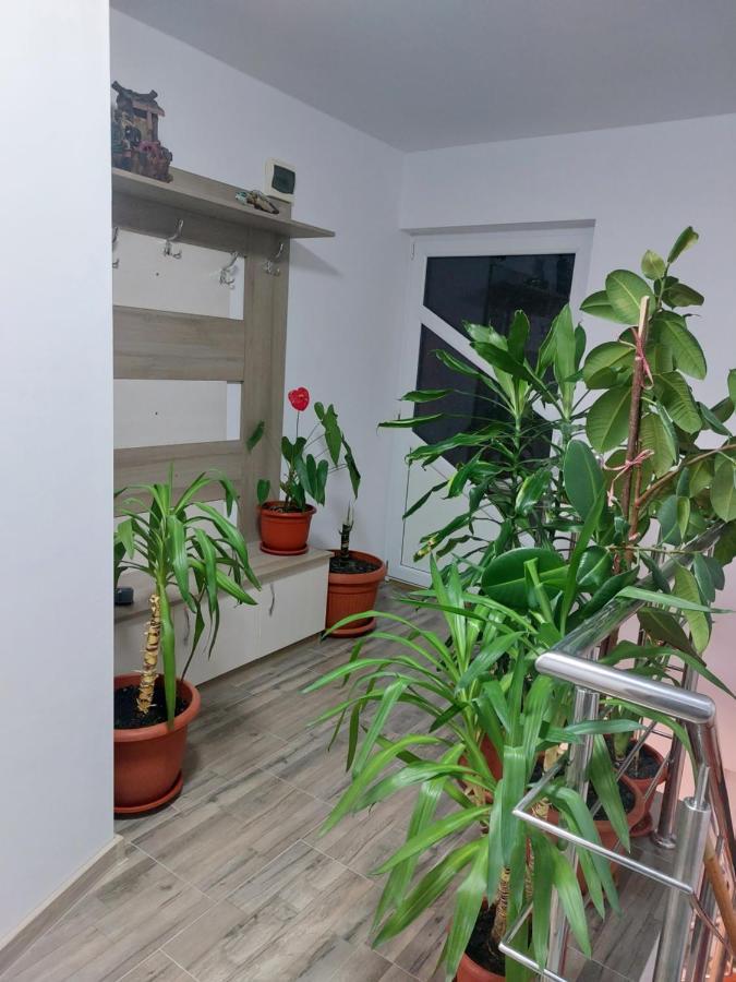 Vila Georgeta Zărneşti エクステリア 写真